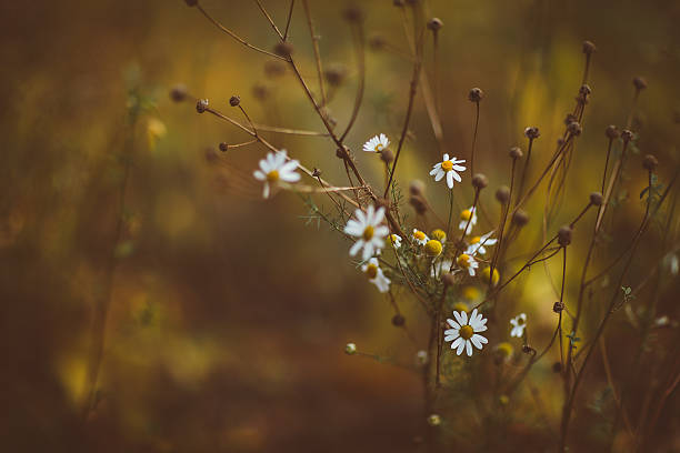 istock vintage daisy flowers at sunrise 503116562