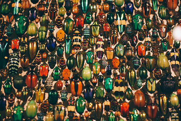 A big collection of different type of colourful insects 