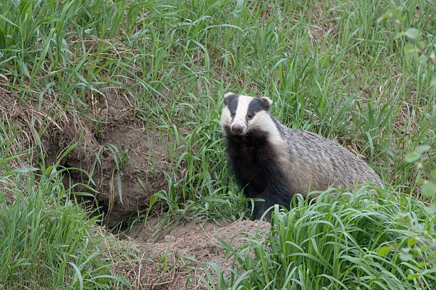 istock Badger near of the hole 503116774
