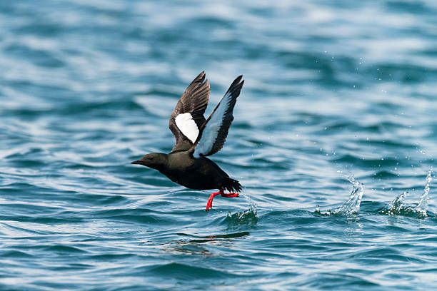 guillemot Guillemot walking on the sea. north quebec stock pictures, royalty-free photos & images