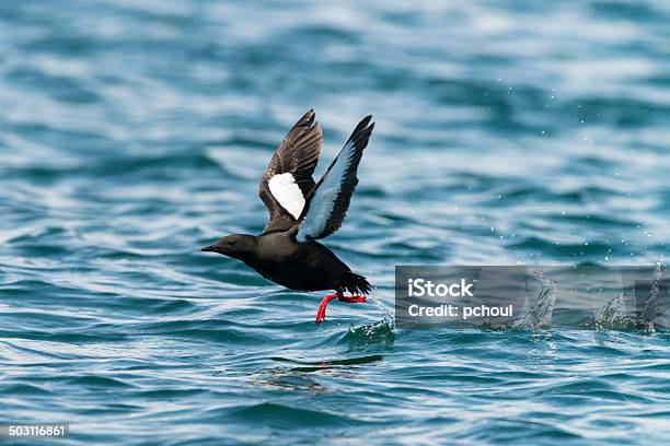 Guillemot Stock Photo - Download Image Now - Black Guillemot, Animal Body Part, Animal Wildlife