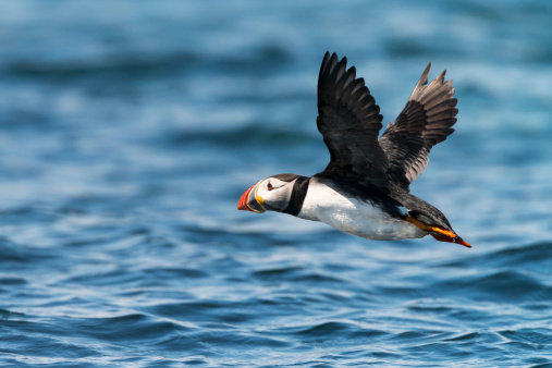 The close-up view of an Atlantic puffin perching on rock with the blue background