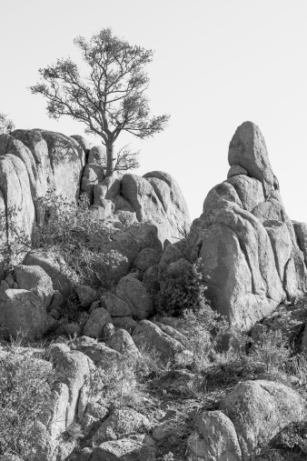 Landscape in Prescott, AZ. Vertical black and white image showing the rocky desert terrain. A tree is shown atop the large rock formations.