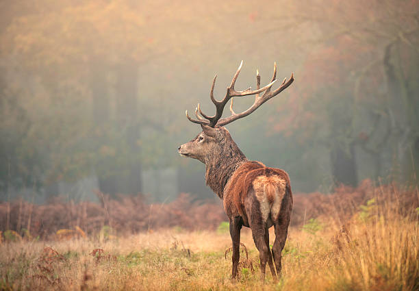 istock Red deer stag in the mist 503117476