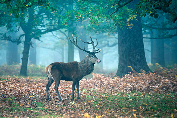 istock Red deer stag in the mist 503118112