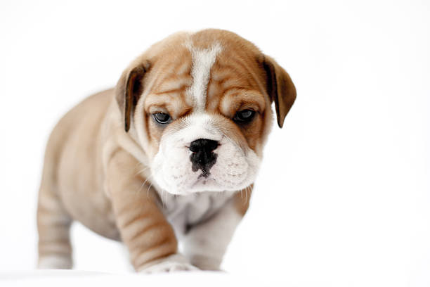 Picture of English Bulldog puppy