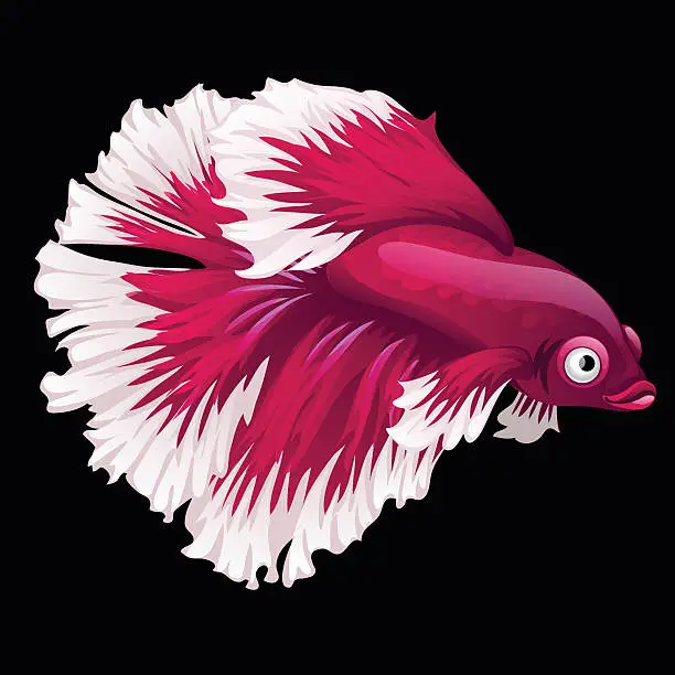 Vector illustration of Red fish cockerel closeup on a black background