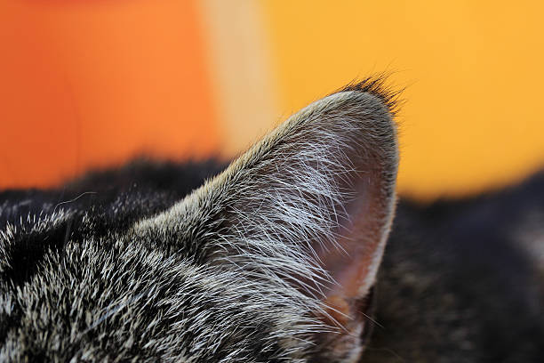 orecchio di gatto - erkennen foto e immagini stock