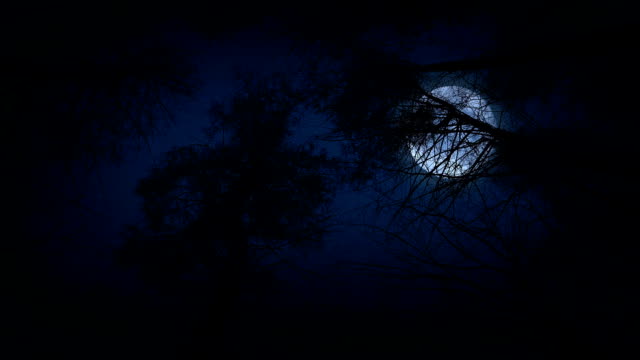 Moving Under Trees With Full Moon At Night