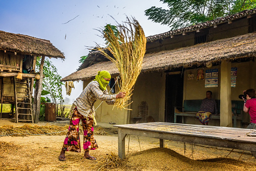 Chitwan, Nepal - October 24, 2015 : Nepalese woman threshing grain manually on a farm