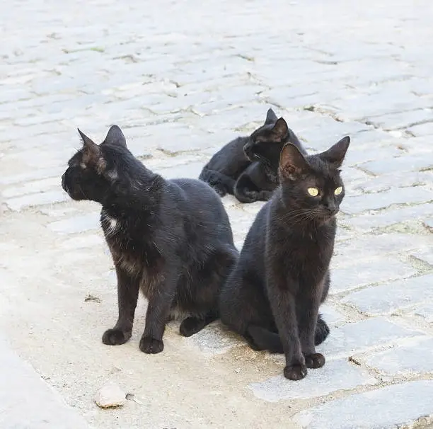 Photo of three black cats on the street