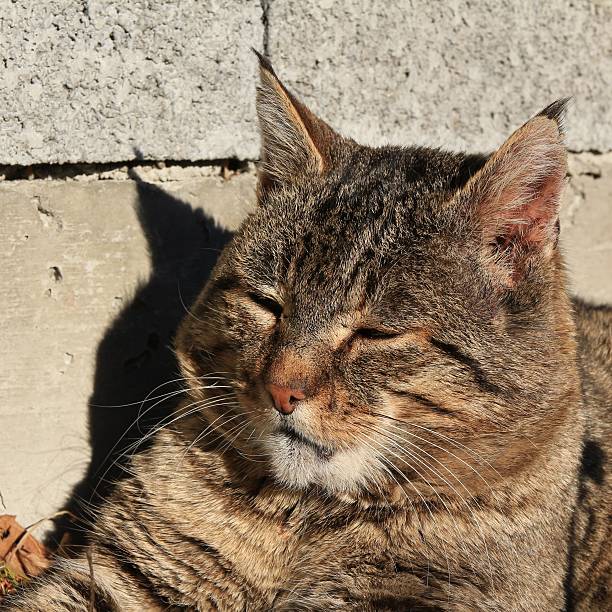 istock Head of a beautiful tom cat 503131334