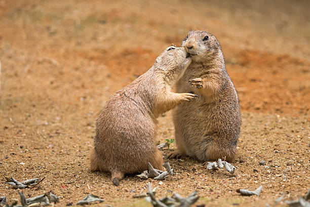 Two prairie dogs (genus cynomys) sharing their food