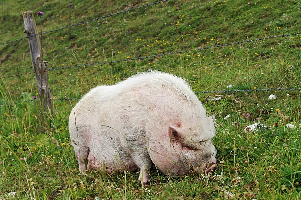 cochon bedon paissant sur pâturage - tierhaltung photos et images de collection