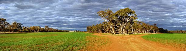 istock Panorama of young wheat crop 503131577