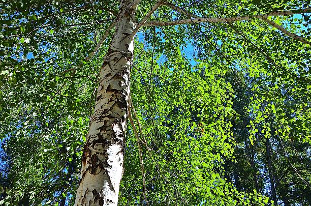 istock White birch, green leaves against a clear blue sky 503131826