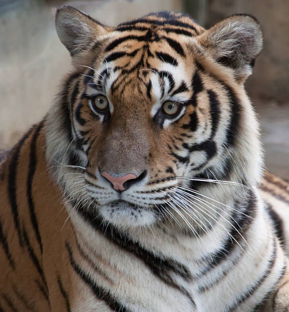 istock Siberian Tiger head and shoulders. 503132069