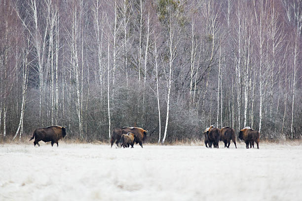 European Bison herd stock photo