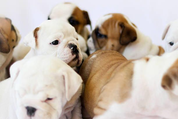 istock Bulldog puppies delights 503132186