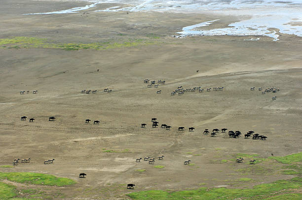 istock Buffaloes, zebras, hyena migration 503132379