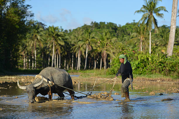 plough con bufalo d'acqua, riso campo asia - ifugao foto e immagini stock