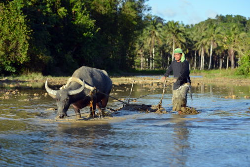 Plough with water buffalo, rice field Asia, heavy work in old tradition