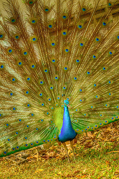 istock The beauty of the peacock 503133247