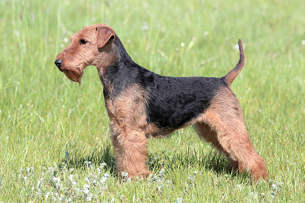 istock Welsh Terrier on a summer meadow 503133445