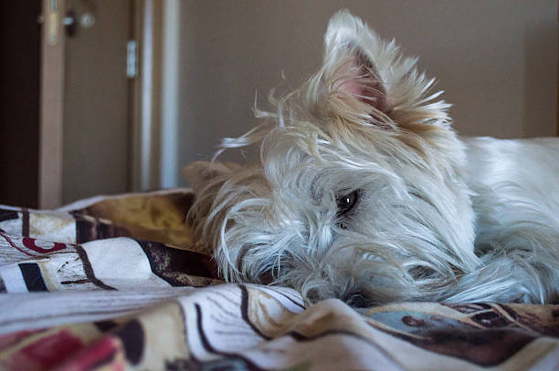 istock Tired/Sleeping White West Highland Terrier Dog 503134006