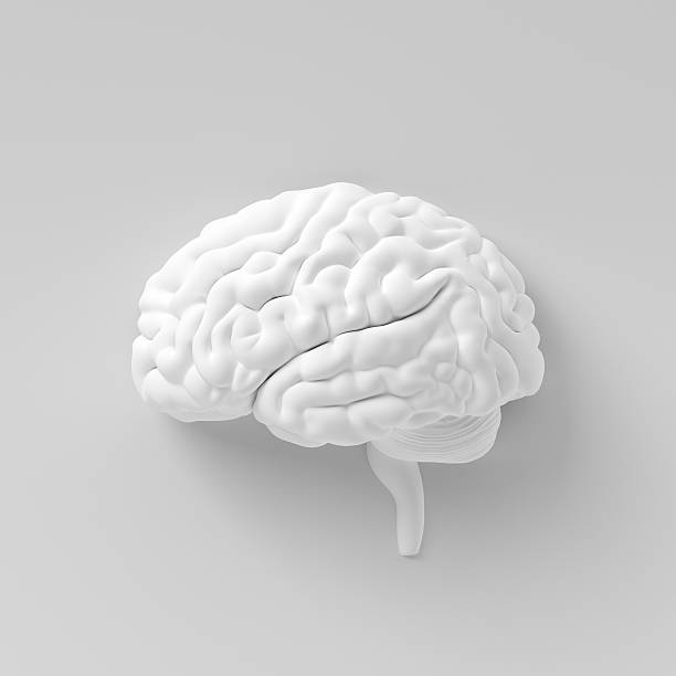 Brain On The Wall Isolated on white with clipping path. 3D render human brain 3d stock pictures, royalty-free photos & images