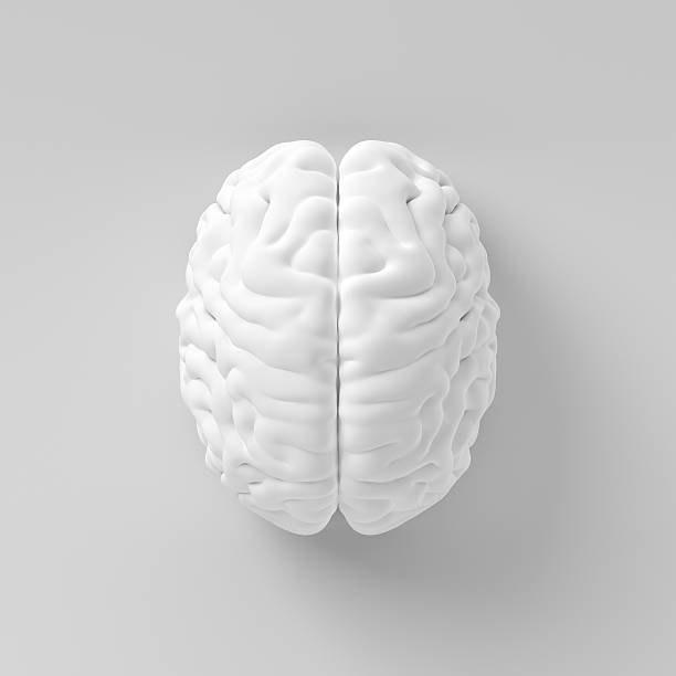 cérebro na parede - computer graphic digitally generated image three dimensional shape isolated on white - fotografias e filmes do acervo