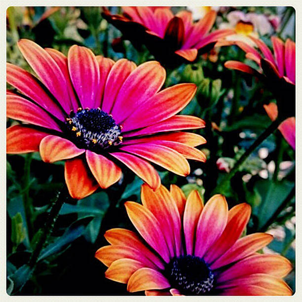 istock Colorful flowers 503135001