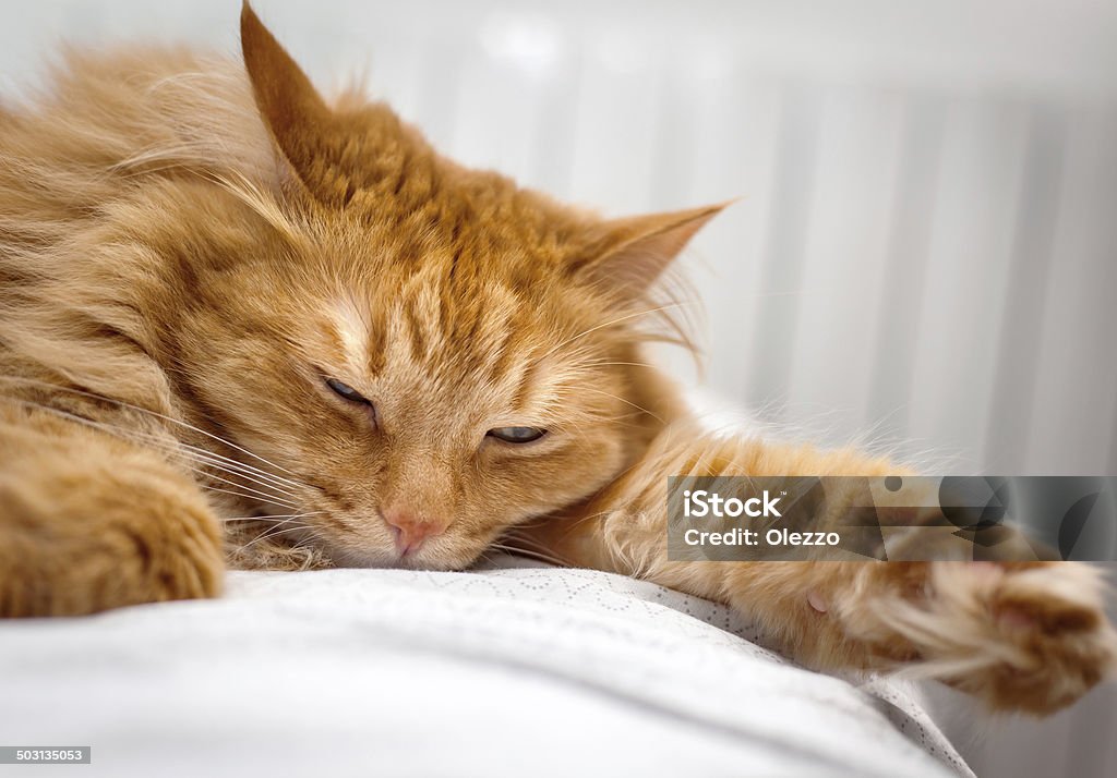 cat sleeping ginger cat sleeping on the bed Activity Stock Photo