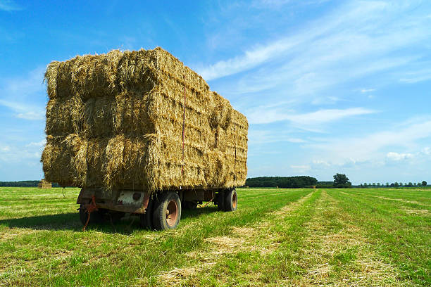 A large pile of hay bales stacked against a clean blue sky.
