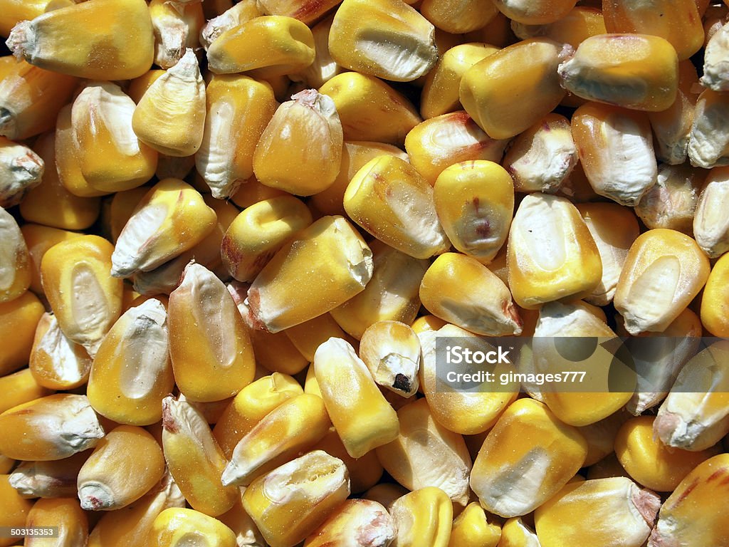 Harvested yellow corn background photo. Macro yellow corn background Corn Stock Photo