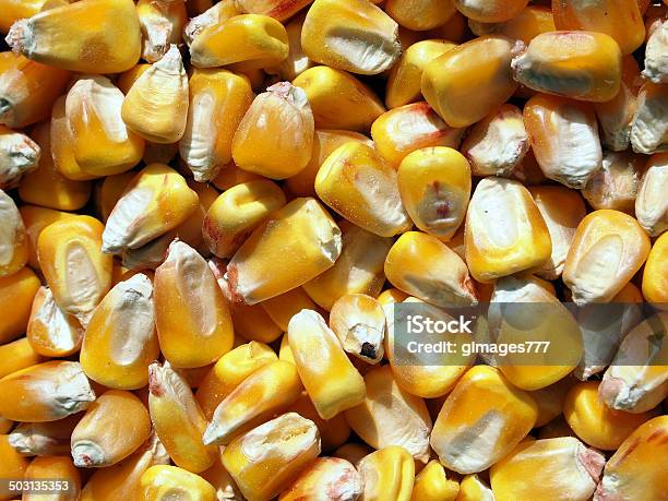 Harvested Yellow Corn Background Photo Stock Photo - Download Image Now - Corn, Corn Kernel, Food