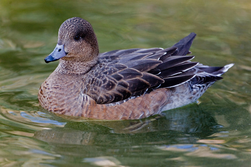 A Female Eurasian Wigeon, Anas penelope, on the water