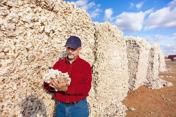 farmer inspects cotton quality in harvested cotton module