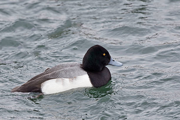 Male Greater Scaup, Aythya marila, on the water A Male Greater Scaup, Aythya marila, on the water greater scaup stock pictures, royalty-free photos & images