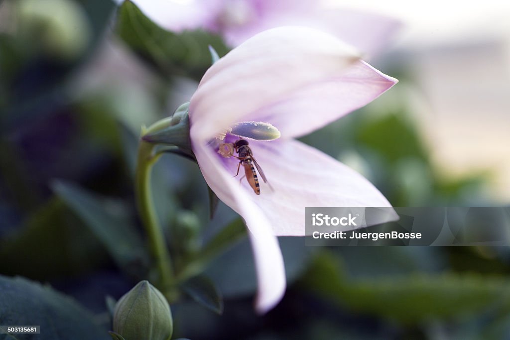 Schwebfliege in Nierenkelch (Ballonblume) - Lizenzfrei Blume Stock-Foto