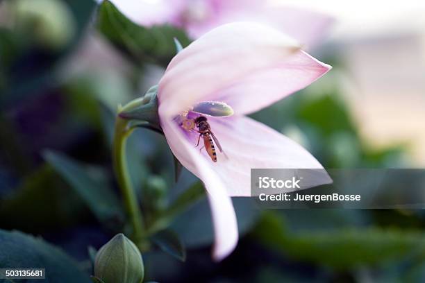 Moscadasflores Dentro Do Cálice - Fotografias de stock e mais imagens de Animal