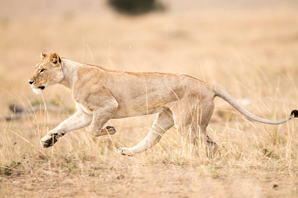 A Lioness running through dry grassland . Taken on the Masai Mara , Kenya .