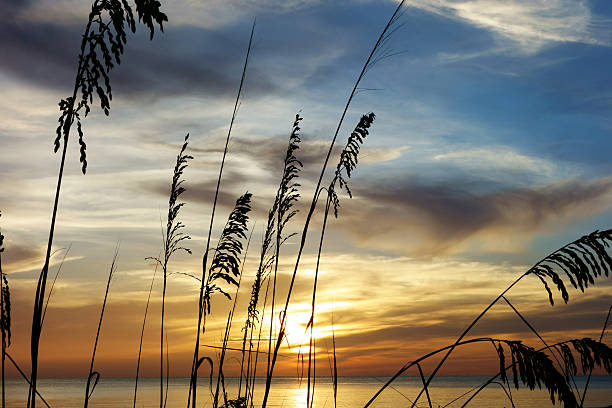 istock Dune grass silhouette against ocean sunset 503136123