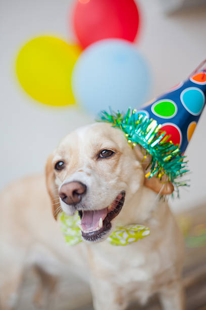 istock Dog celebrates birthday with hat and balloons 503136217