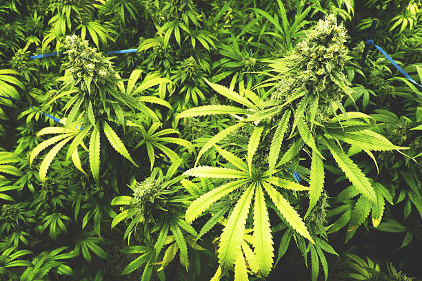 istock Marijuana Plants with Big Buds Ready to Harvest 503136920