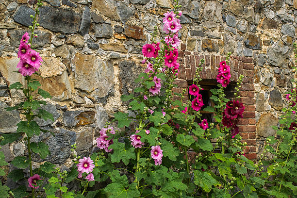 hollyhocks in front of an old wall