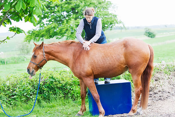 istock Female veterinarian performing chiropractics 503137529