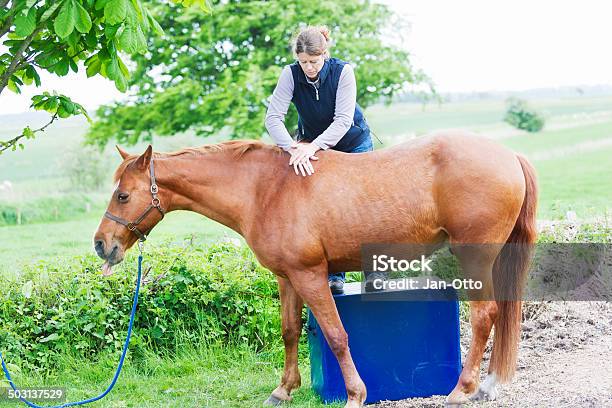 Female Veterinarian Performing Chiropractics Stock Photo - Download Image Now - Horse, Physical Therapy, Alternative Therapy