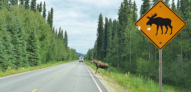 무스 건널목 the road, 알래스카 - moose crossing sign 뉴스 사진 이미지