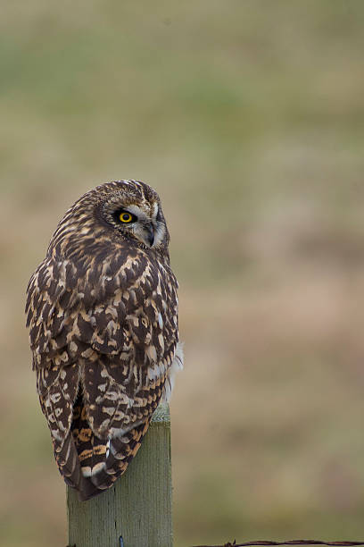 istock Short eared owl perched on fence post 503137758